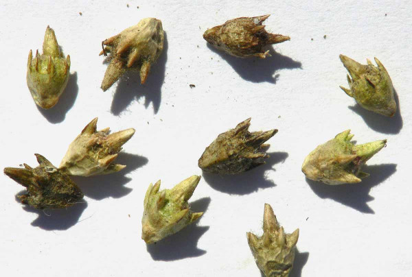 Ambrózia palinolistá - ambrozie peřenolistá - semená