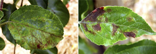 Příznaky napadení houbou V. inaequalis na listech jabloně	