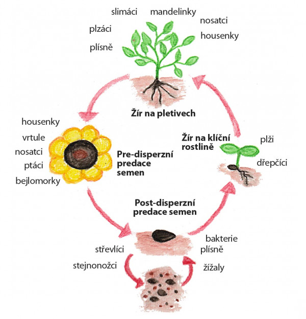 Schéma 1: Životní cyklus rostlin s jejich možnými predátory nebo herbivory (převzato z Ekosystémové služby poskytované zemědělství bezobratlými: H. Foffová)