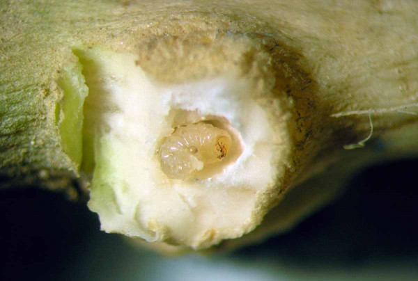 Obr. 5b: Larva krytonosce zelného (C. pleurostigma) uvnitř duté hálky