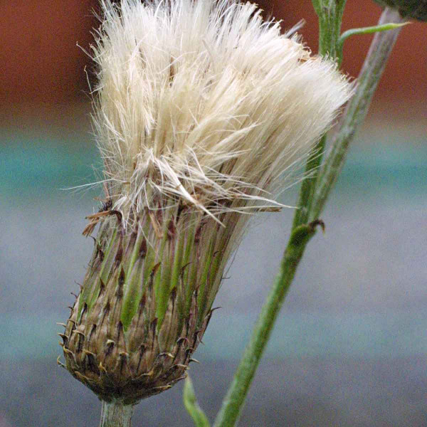 Semena (nažky) se tvoří pouze na samičích rostlinách pcháče