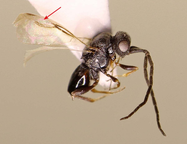 Okřídlení Ceraphronidae mají nezaměnitelnou žilnatinu s neuzavřeným plamkovým polem