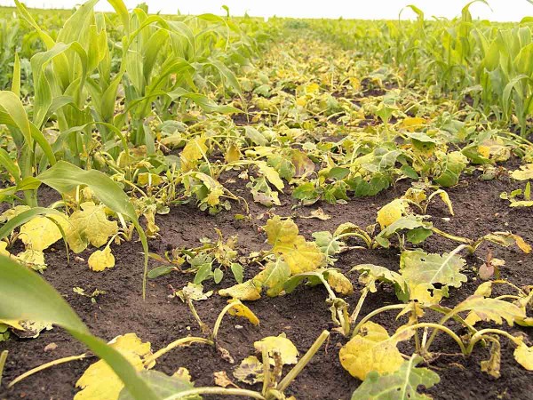 Obr. 7: Srážky krátce před aplikací listových herbicidů zvyšují a urychlují účinnot ošetření; kukuřice týden po ošetření nicosulfuronem (Nicogan)