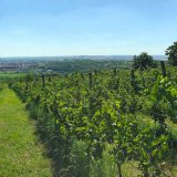 Meziřadí vinic - využití pro regionální vegetaci jižní Moravy