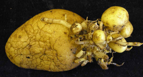 Abiotická hlízkovitost bramboru