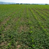 Aktuální přehled ochrany polních plodin - duben a květen 2022