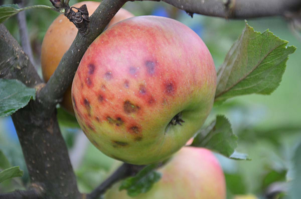Ca-deficientní hořká skvrnitost jablek