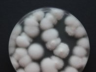 Kolonie entomopatogenní houby Cordyceps fumosorosea, která je součástí biostimulantu Supresil Duo®