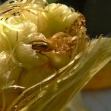 Výsledky sledování a doporučení při ochraně kukuřice seté proti bázlivci kukuřičnému