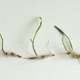 Problematika regulace vytrvalých plevelů v souvislosti s omezováním používání herbicidu glyfosát