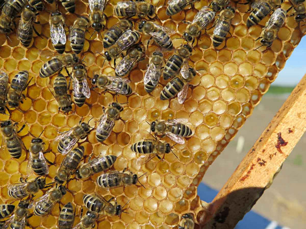 Včely medonosné na plástu v úlu