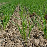 Ozimá pšenice v letech s deficitem srážek
