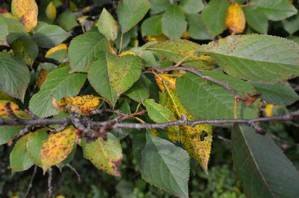 Skvrnitost listů višně