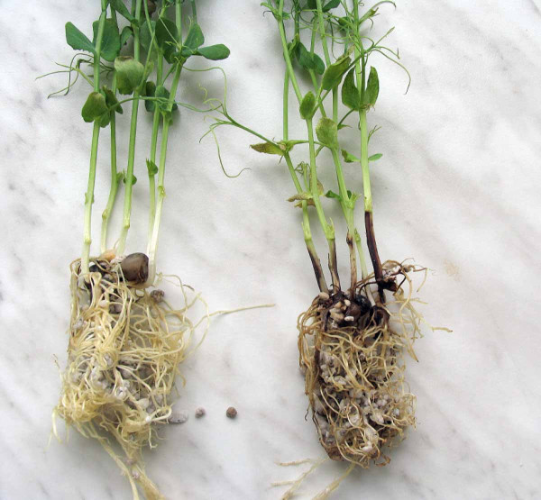 Rizoctonia solani - vlevo odolná, vpravo náchylná odrůda