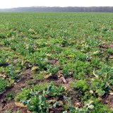 Aktuální přehled ochrany polních plodin - únor a březen 2017