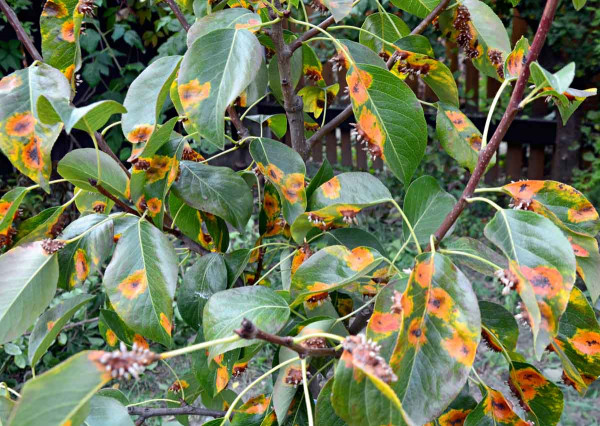 Rzivost hrušně - typické skvrny a aecia na rubu listů