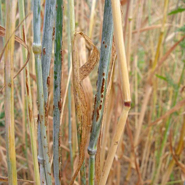 obr. 4: Uredia rzi travní na žitě trsnatém (Secale cereale var. multicaule)