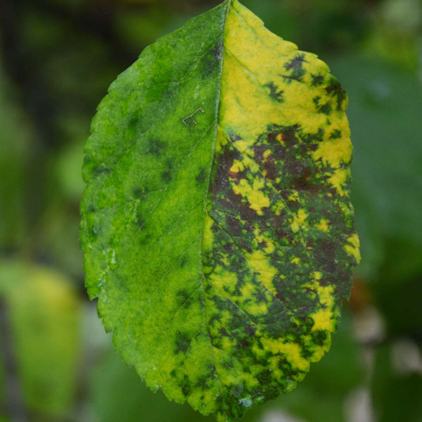 Diplokarponová skvrnitost jabloně - černé paprskovitě se rozrůstající skvrny na listu jabloně (cv. Golden Delicious)