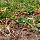 Aktuální přehled ochrany polních plodin - Leden a únor 2023