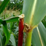 Aktuální přehled ochrany polních plodin - Červen a červenec 2023
