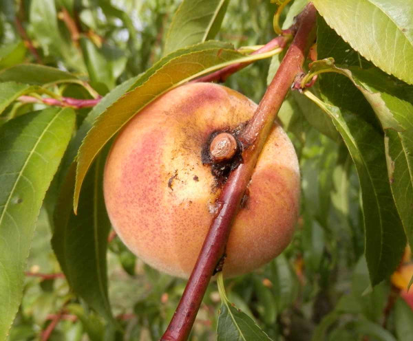 Plod poškozený makadlovkou broskvoňovou (V. Psota)