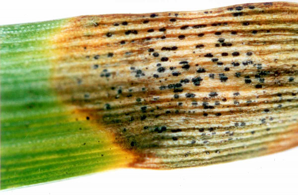 Obr. 1: Symptomy braničnatky pšeničné (Mycosphaerella graminicola) na listu pšenice