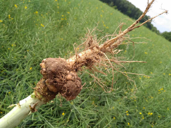 Obr. 5: Tvrdý nádor na kořenech náchylné odrůdy, kde je patrná snaha rostliny o regeneraci pomocí postranních kořenů, jaro 2018, Valdice