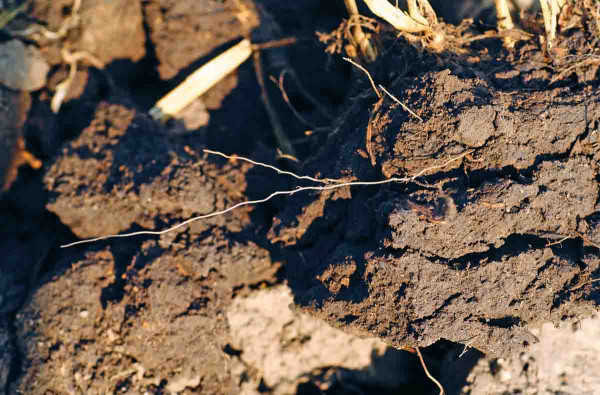 Utužení půdy jako příčina nouzového dozrávání pšenice