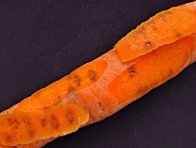 Larvy pochmurnatky mrkvové poškozují kořen mrkve