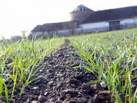 Účinnost herbicidu BeeFlex 0,5 l/ha v ozimé pšenici od aplikace až do sklizně - podzim