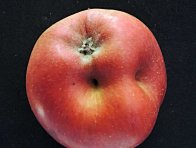 Jablko poškozené zobonoskami