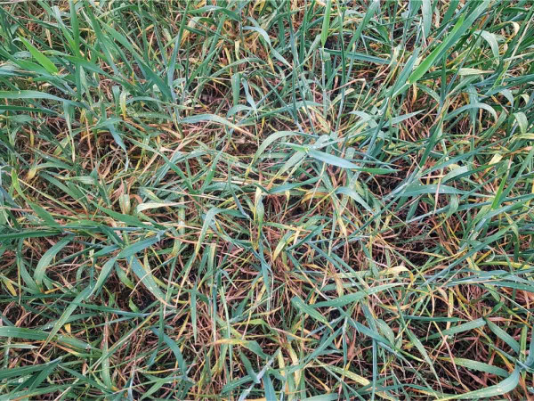 Obr. 1: Ozimá pšenice silně trpící suchem v dubnu 2019 na Znojemsku