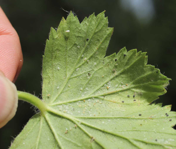 Tmavá (parazitovaná) pupária  molice skleníkové