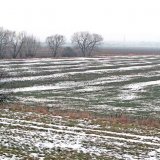 Aktuální přehled ochrany polních plodin - leden a únor 2020