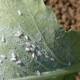 Škodcovia kapustovín (4): Škodcovia poškodzujúci listy rastlín