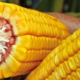 Vysoké výnosy kukuřice nedělá jenom kvalitní osivo, ale i výborný servis