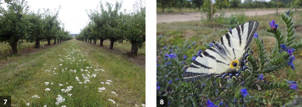 Udržování kvetoucích pásů v meziřadí - 7 je nejen podporou výskytu přirozených nepřátel, ale i dalších druhů živočichů: otakárek ovocný - 8