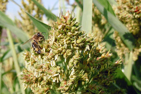 Obr. 1: Bohatě kvetoucí laty čiroku Ruzrok jsou atraktivní v letním období pro včely