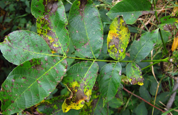 Hnědnutí listů a bakteriální skvrnitost ořešáku