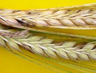 Na klasech pšenice je viditelné napadení houbami rodu Fusarium sp., Alternaria spp. a rzivostí