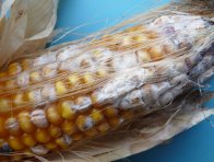Bělorůžová hniloba obilek kukuřice (fuzariózy kukuřice) v klasu kukuřice