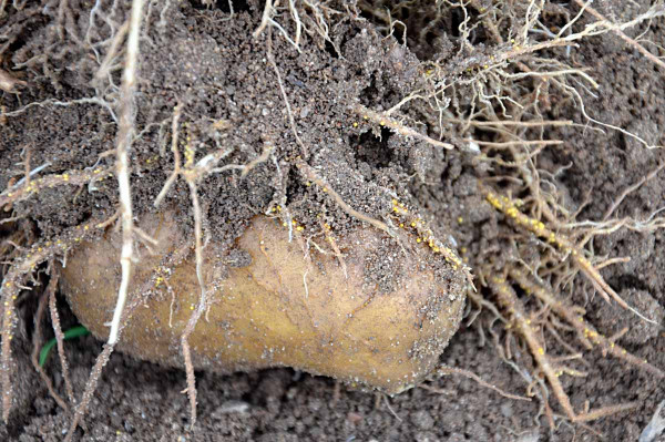 Cysty háďátka bramborového na kořenech