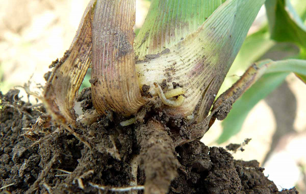 Obr. 2: Larvy na kořenu kukuřice