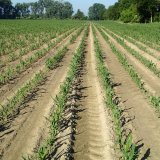 Herbicidy do všech podmínek pro spolehlivé odplevelení kukuřice