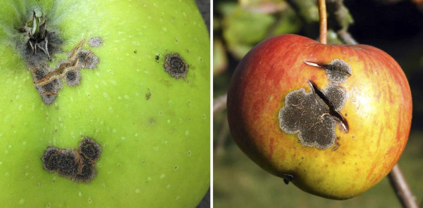 Příznaky napadení houbou V. inaequalis na plodech jabloně