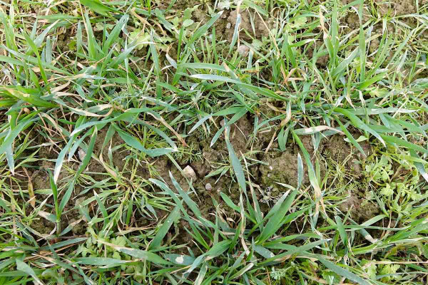 Obr. 4: Poškození pšenice ozimé méně selektivním herbicidem aplikovaným krátce před výrazným ochlazením