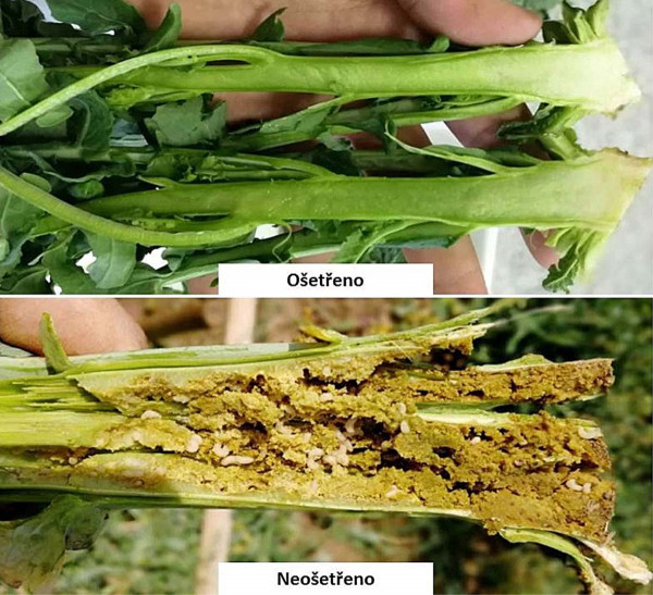 Obr.: Rozdílný výskyt larev stonkových krytonosců v rostlinách řepky na ošetřené ploše (nahoře) a neošetřené ploše (dole) v Praze-Ruzyni 2018