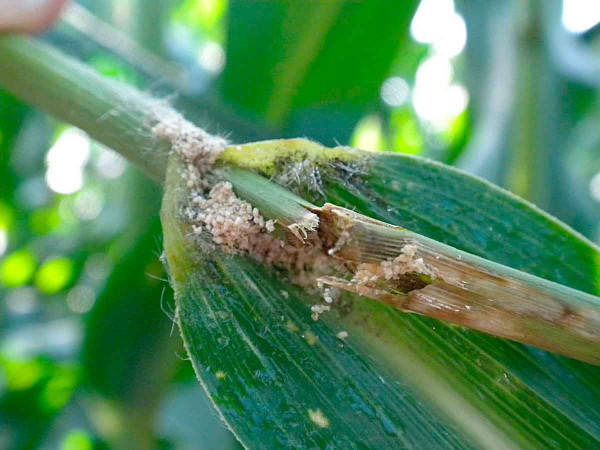 Rostlina se láme po napadení zavíječem kukuřičným