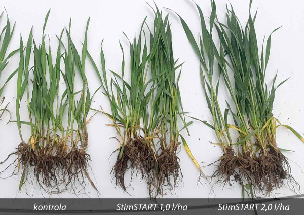 Obr. 1: Vliv stupňovaných dávek biostimulantu StimSTART na stav rostlin ozimé pšenice (Jihlavsko, 2022).