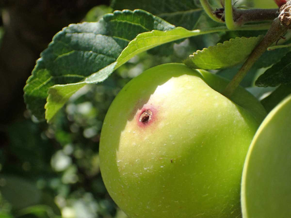 Čerstvý závrtek obaleče jablečného